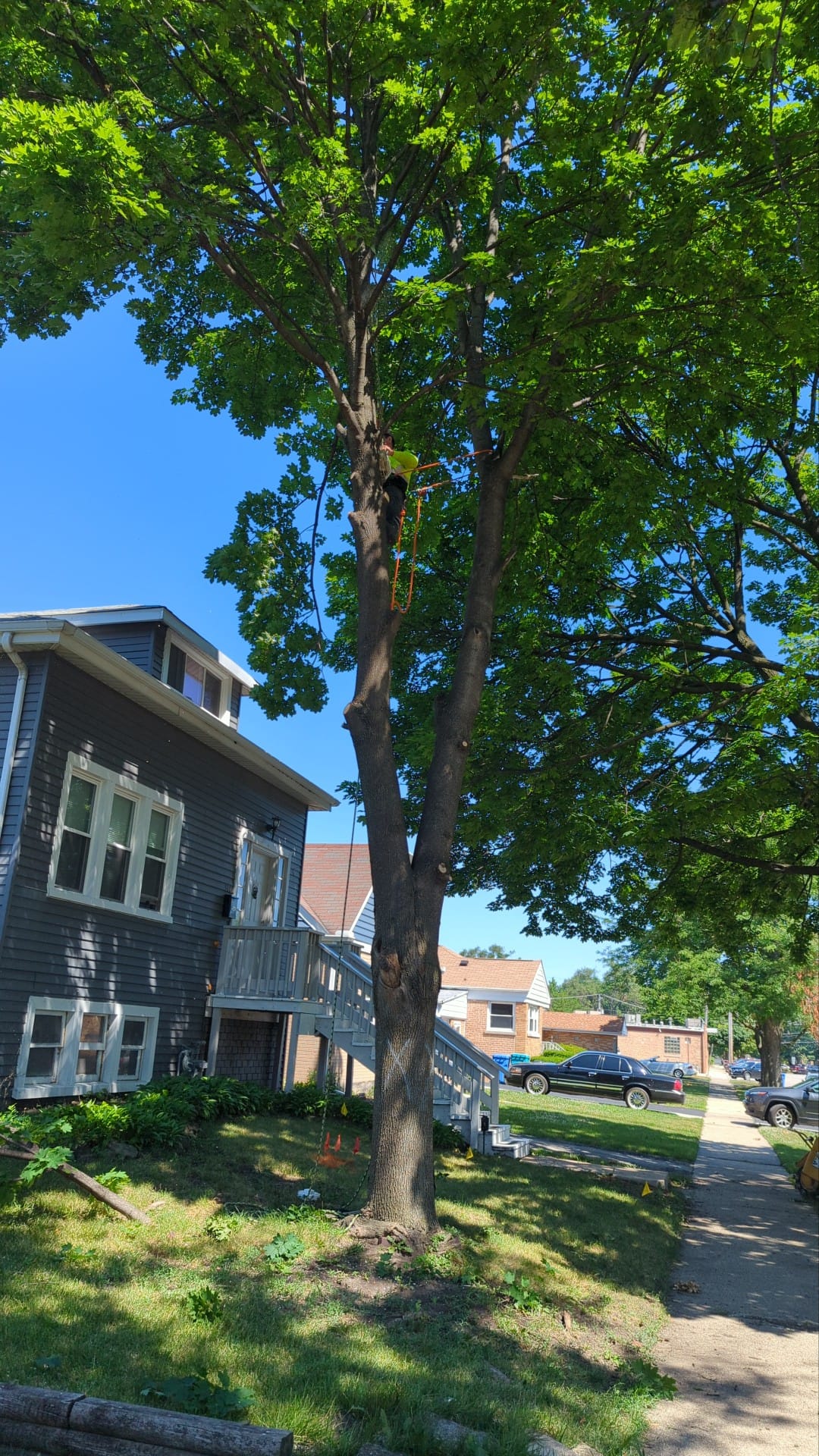 Wood and debris after a tree removal