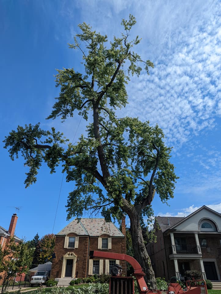 Deep watering the root zone of an established shade tree in summer