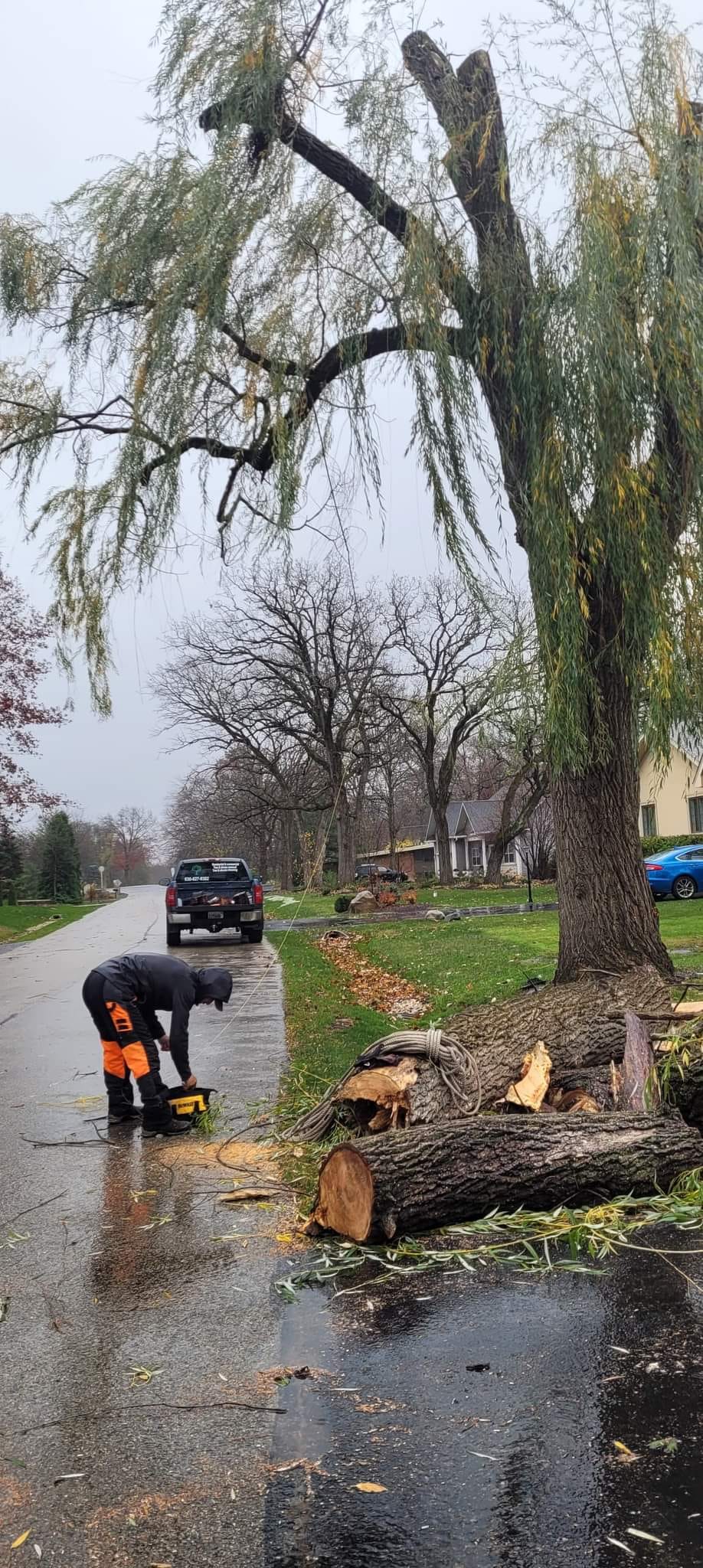 A mature oak tree in a residential yard