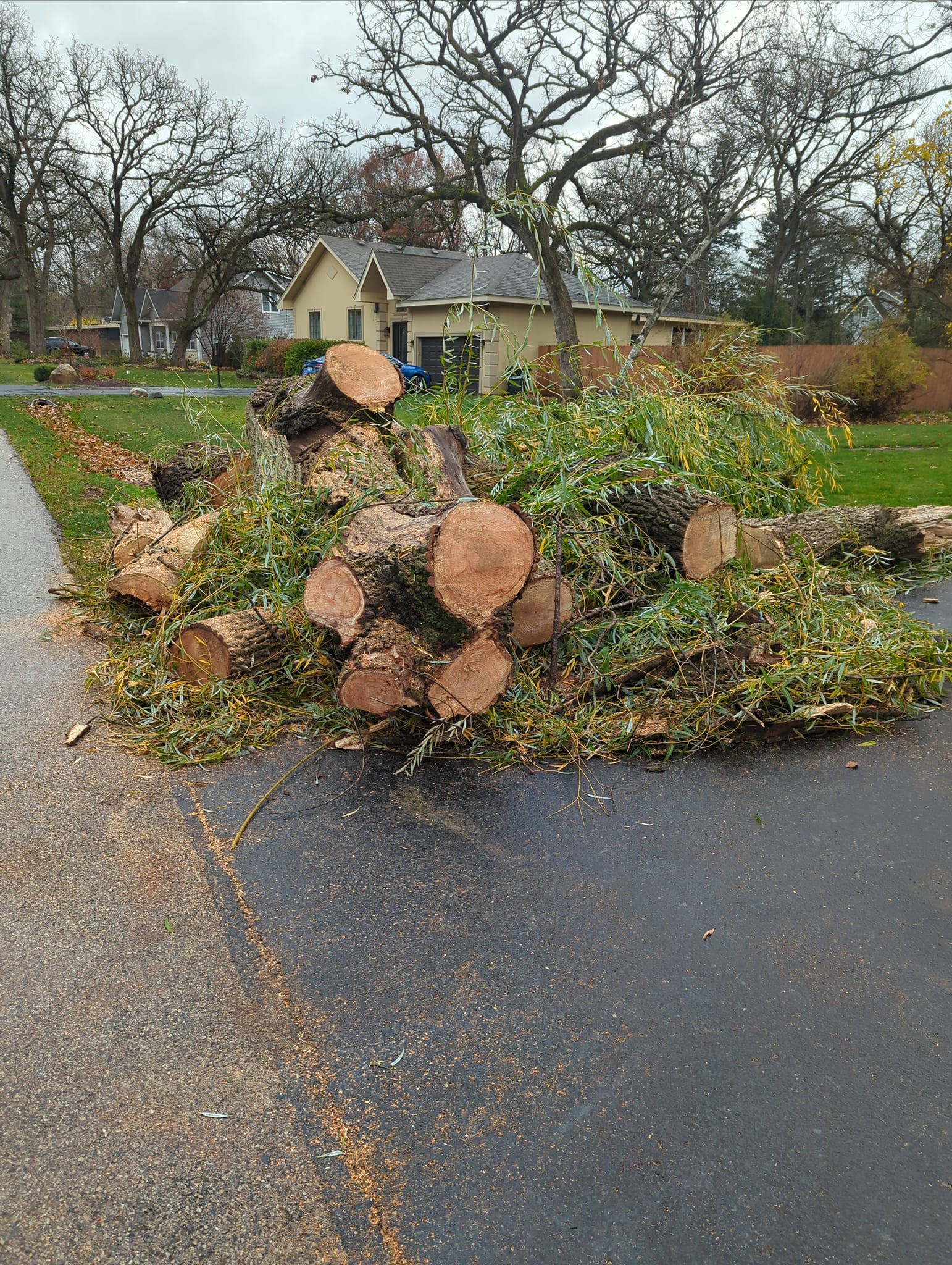 Tree protected during construction with fencing
