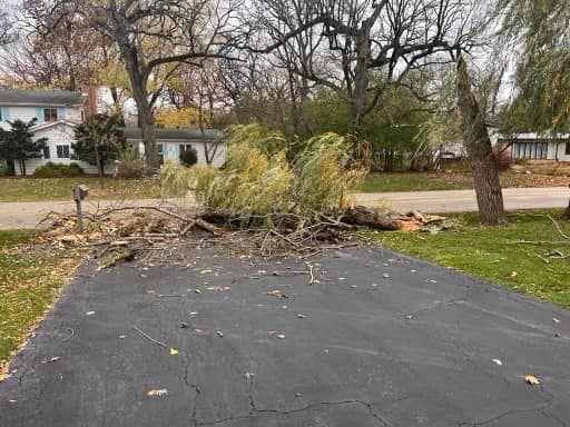 Scouting an ash tree for emerald ash borer damage