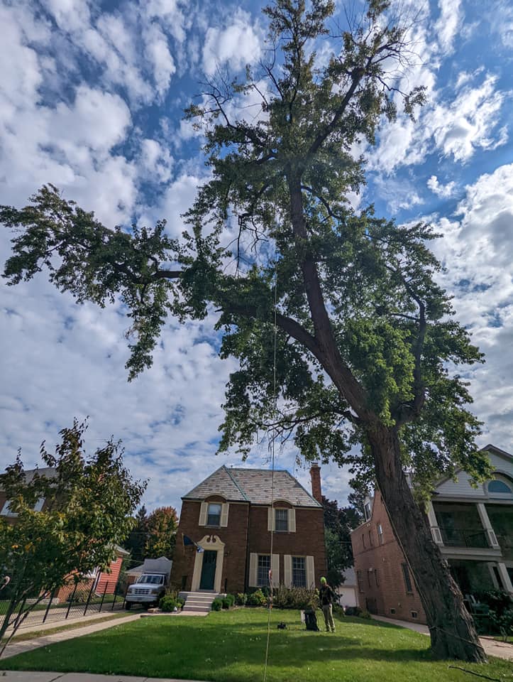 A healthy mature shade tree in a residential yard