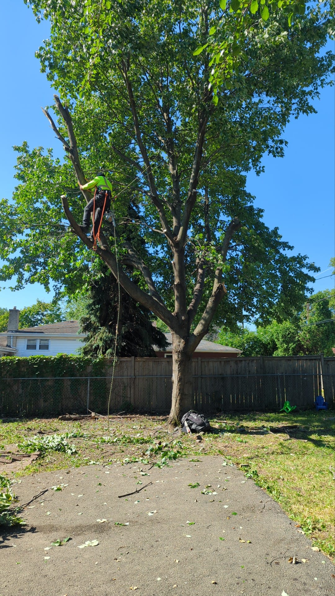 Tree care budget