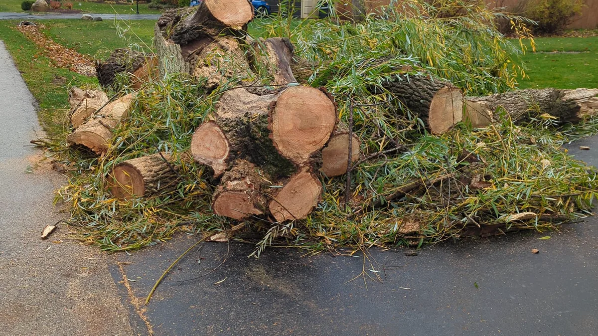 How Far Should Tree Branches Be From Roofs and Siding in DuPage County?