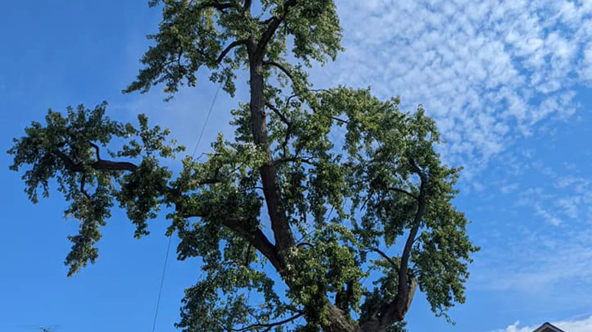 Why Tree Branches Die Back After Summer Heat in Wheaton
