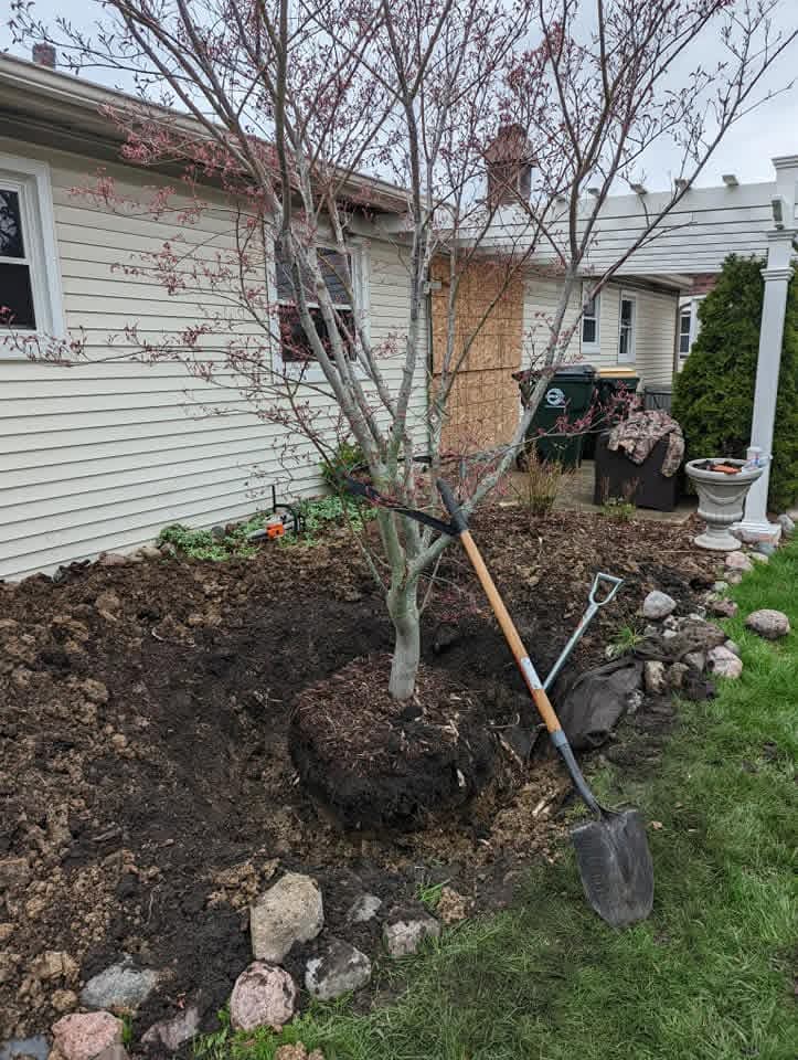 Tree removal